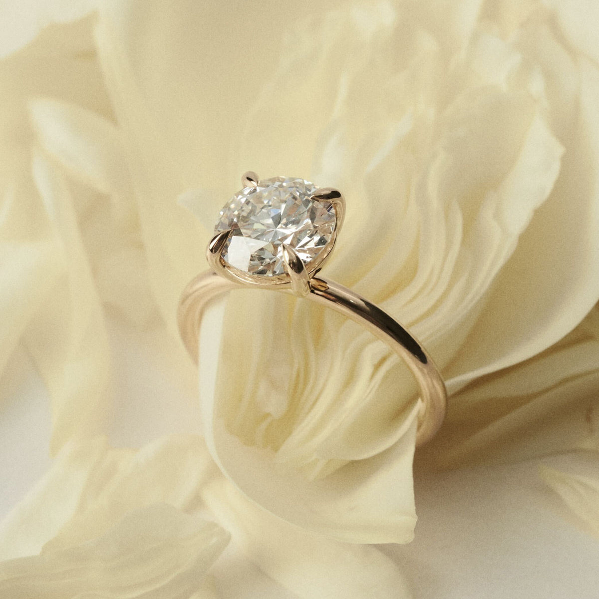 Diamond ring on a white rose